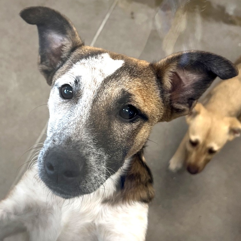 Zoey, an adoptable Mixed Breed in Las Cruces, NM, 88012 | Photo Image 1