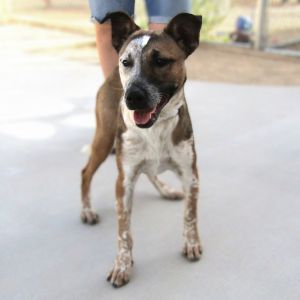 Zoey, Young Female Mixed Breed