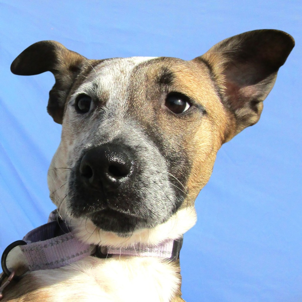Zoey, an adoptable Mixed Breed in Las Cruces, NM, 88012 | Photo Image 2