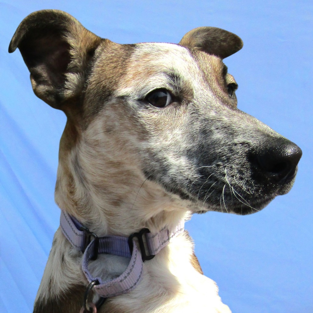 Zoey, an adoptable Mixed Breed in Las Cruces, NM, 88012 | Photo Image 3