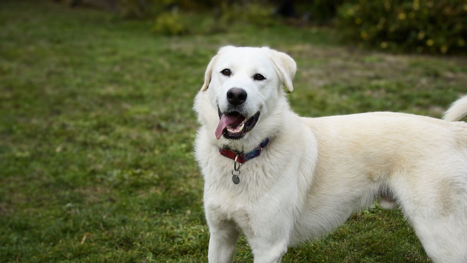 Atlas, an adoptable Great Pyrenees, Akbash in Eugene, OR, 97403 | Photo Image 1