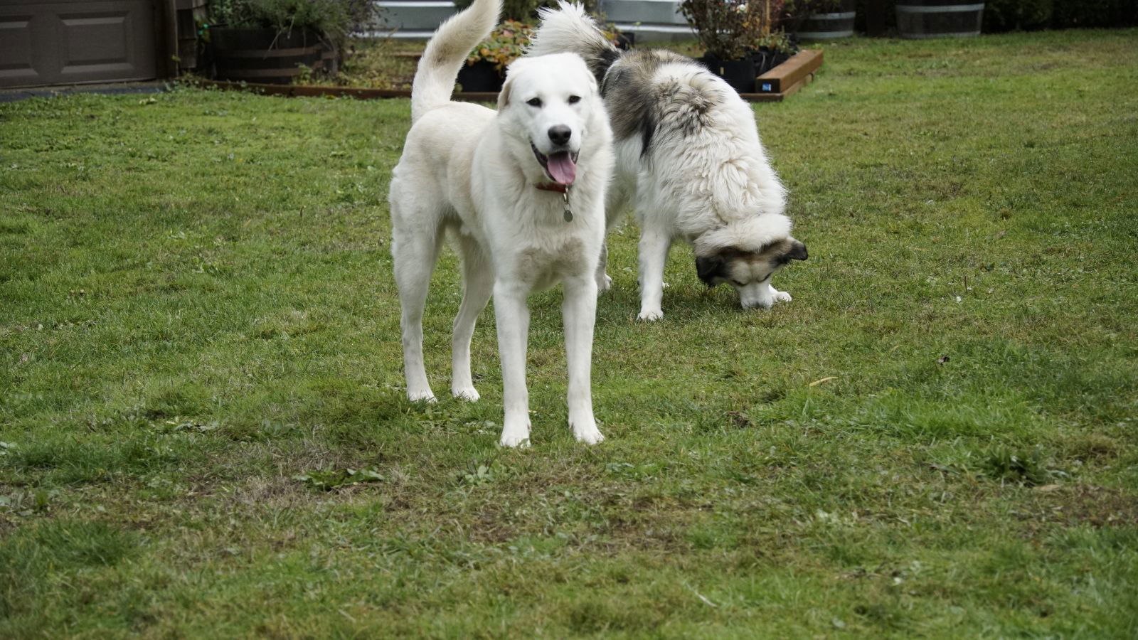 Atlas, an adoptable Great Pyrenees, Akbash in Eugene, OR, 97403 | Photo Image 2