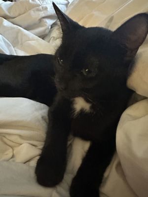 Onyx
