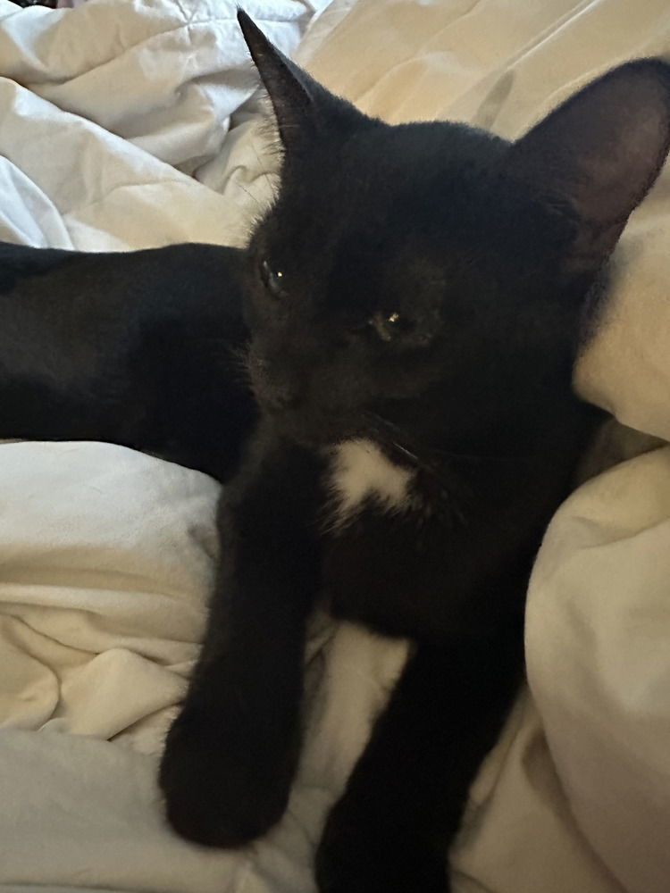 Onyx, an adoptable Domestic Medium Hair in Panama city, FL, 32402 | Photo Image 1