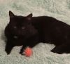 Onyx photo 2