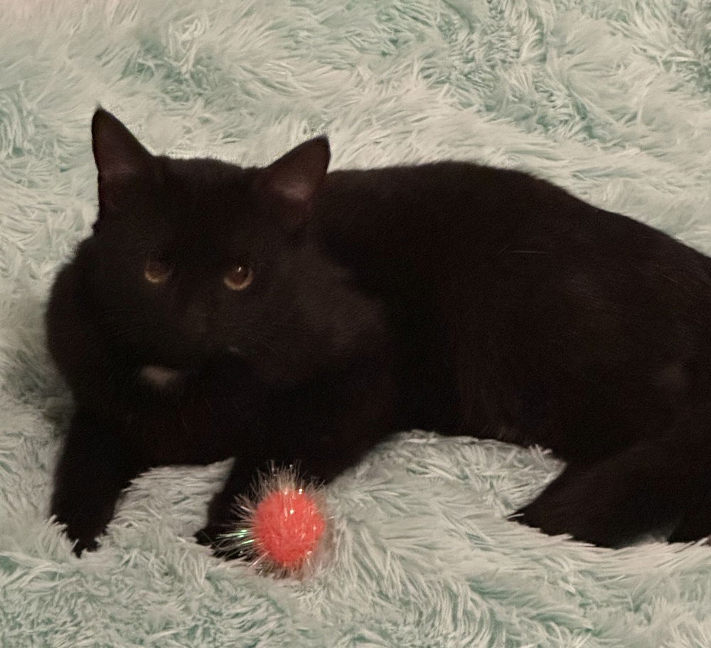 Onyx, an adoptable Domestic Medium Hair in Panama city, FL, 32402 | Photo Image 2