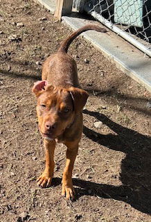 Jordy, an adoptable Vizsla, Mountain Cur in Perry, GA, 31069 | Photo Image 1