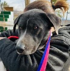 Dayton, Young Male Hound