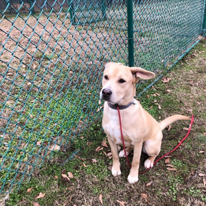 Dog for adoption - Blondie, a Labrador Retriever in Little Rock, AR ...