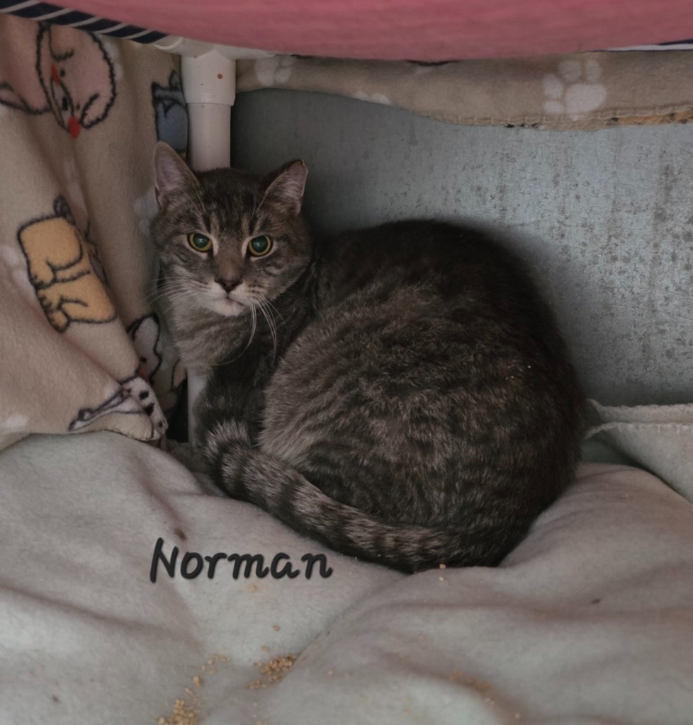 Norman