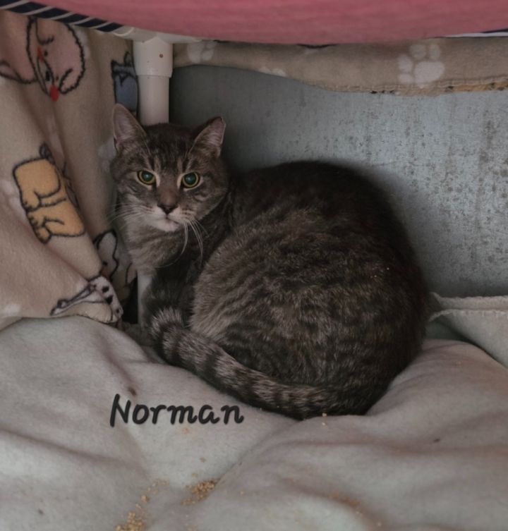 Norman 1