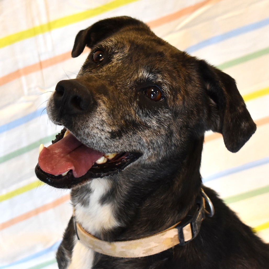 Rolly, an adoptable Pointer, Australian Shepherd in Rifle, CO, 81650 | Photo Image 1