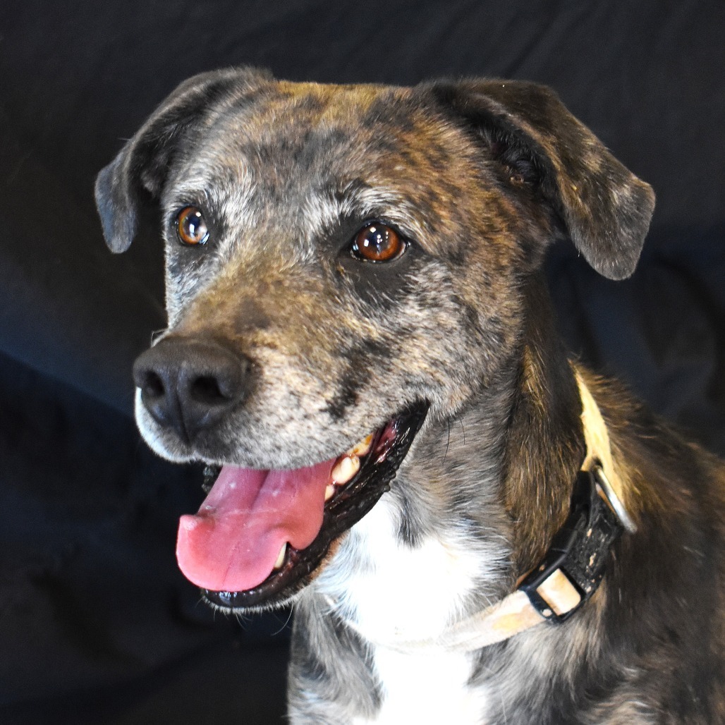 Rolly, an adoptable Pointer, Australian Shepherd in Rifle, CO, 81650 | Photo Image 1