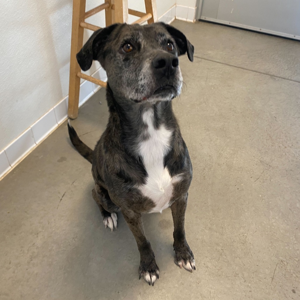 Rolly, an adoptable Pointer, Australian Shepherd in Rifle, CO, 81650 | Photo Image 2
