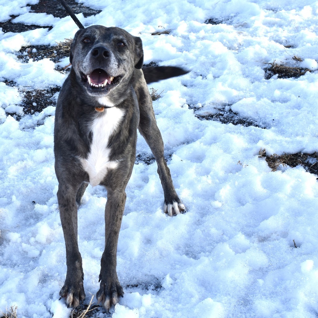 Rolly, an adoptable Pointer, Australian Shepherd in Rifle, CO, 81650 | Photo Image 3