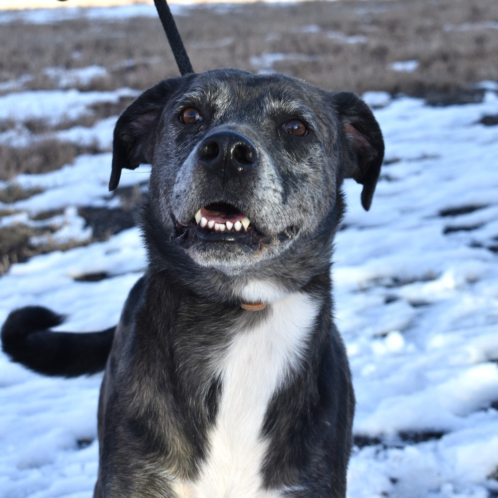 Rolly, an adoptable Pointer, Australian Shepherd in Rifle, CO, 81650 | Photo Image 4