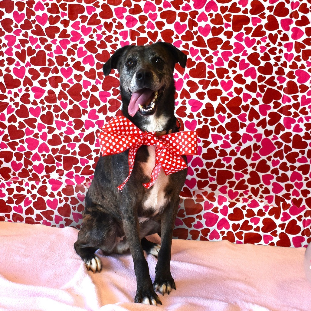 Rolly, an adoptable Pointer, Australian Shepherd in Rifle, CO, 81650 | Photo Image 5