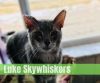 Luke Skywhisker photo 1