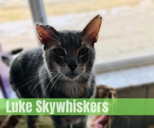 Luke Skywhisker, Adult Male unknown