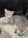 Luke Skywhisker photo 2