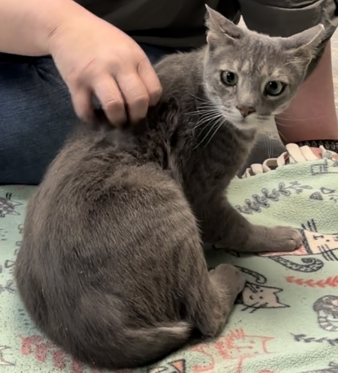 Simon