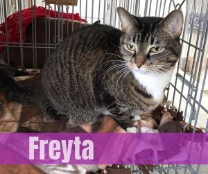 Freyta, Adult Female unknown