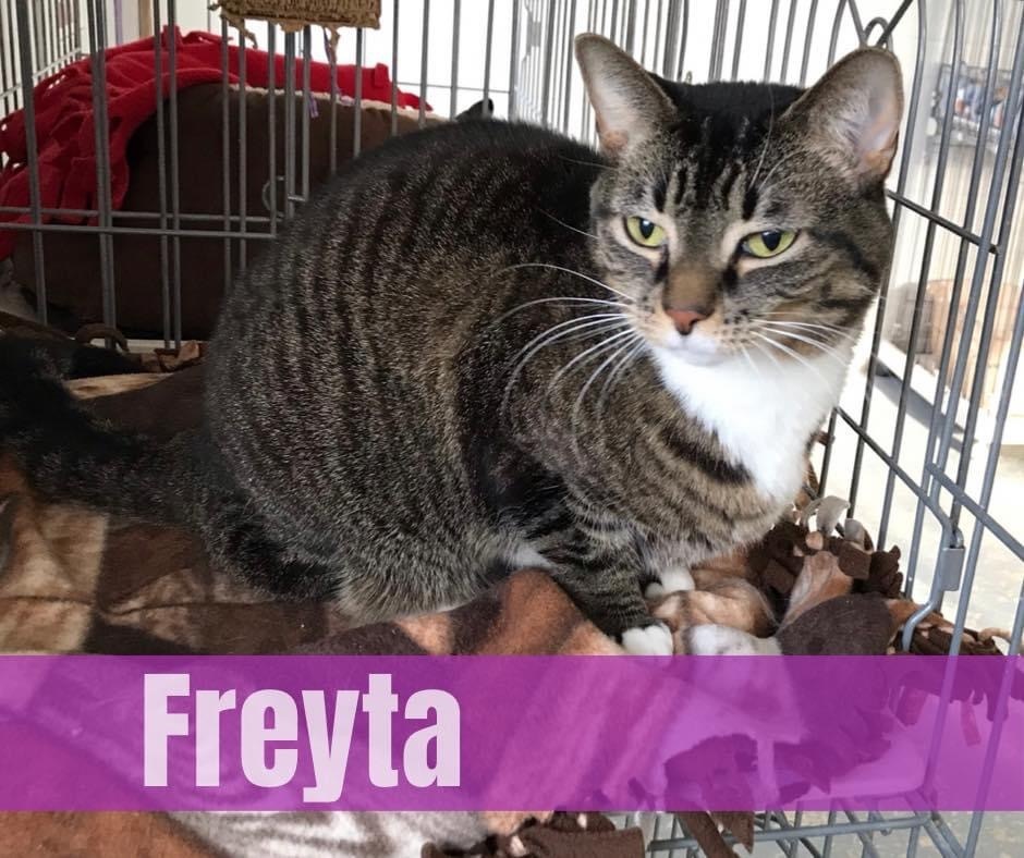 Freyta