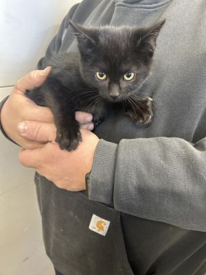 Gretel, Adult Female unknown