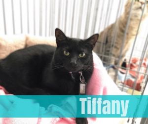 Tiffany, Adult Female unknown