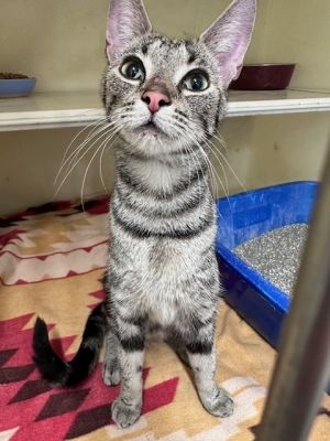 Yzma, Young Female unknown