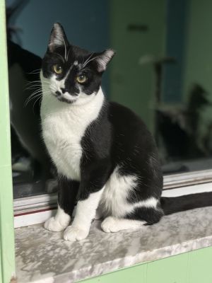 Bagel, Young Male unknown