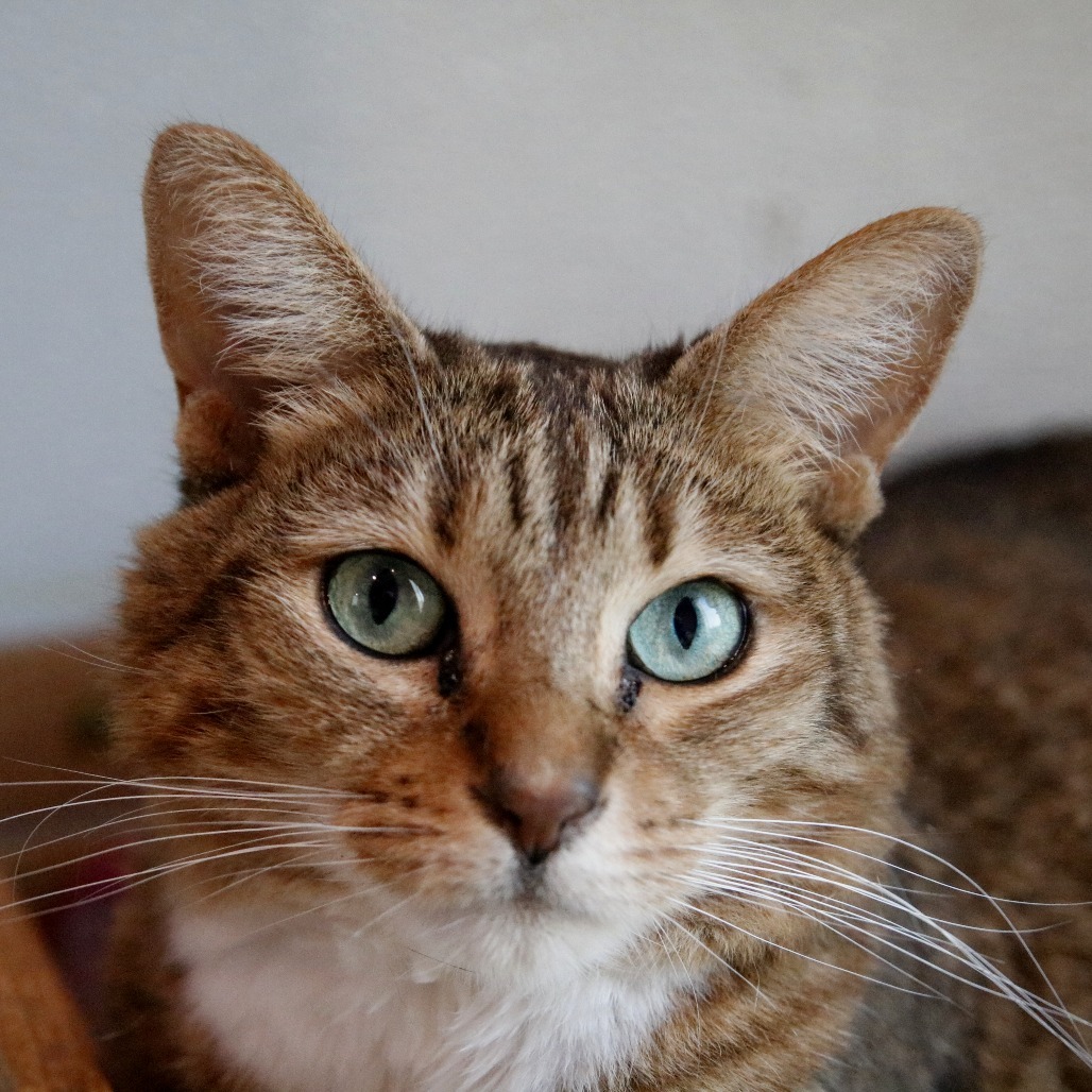 Wisteria, an adoptable Domestic Short Hair in West Des Moines, IA, 50265 | Photo Image 1