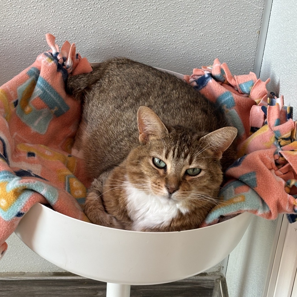 Wisteria, an adoptable Domestic Short Hair in West Des Moines, IA, 50265 | Photo Image 3