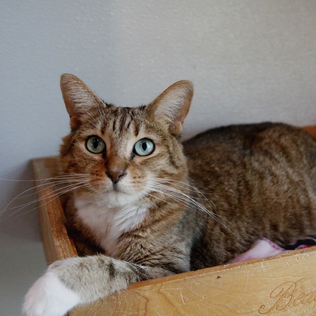 Wisteria, an adoptable Domestic Short Hair in West Des Moines, IA, 50265 | Photo Image 4