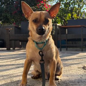 If you enjoy peaceful evenings Heath could be the perfect companion This 2-year-old 12-pound pup 