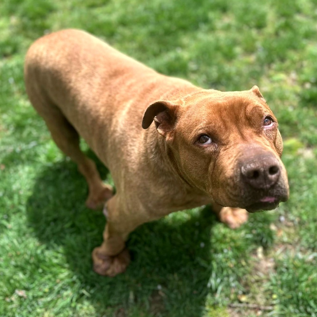 Blue (In Foster)