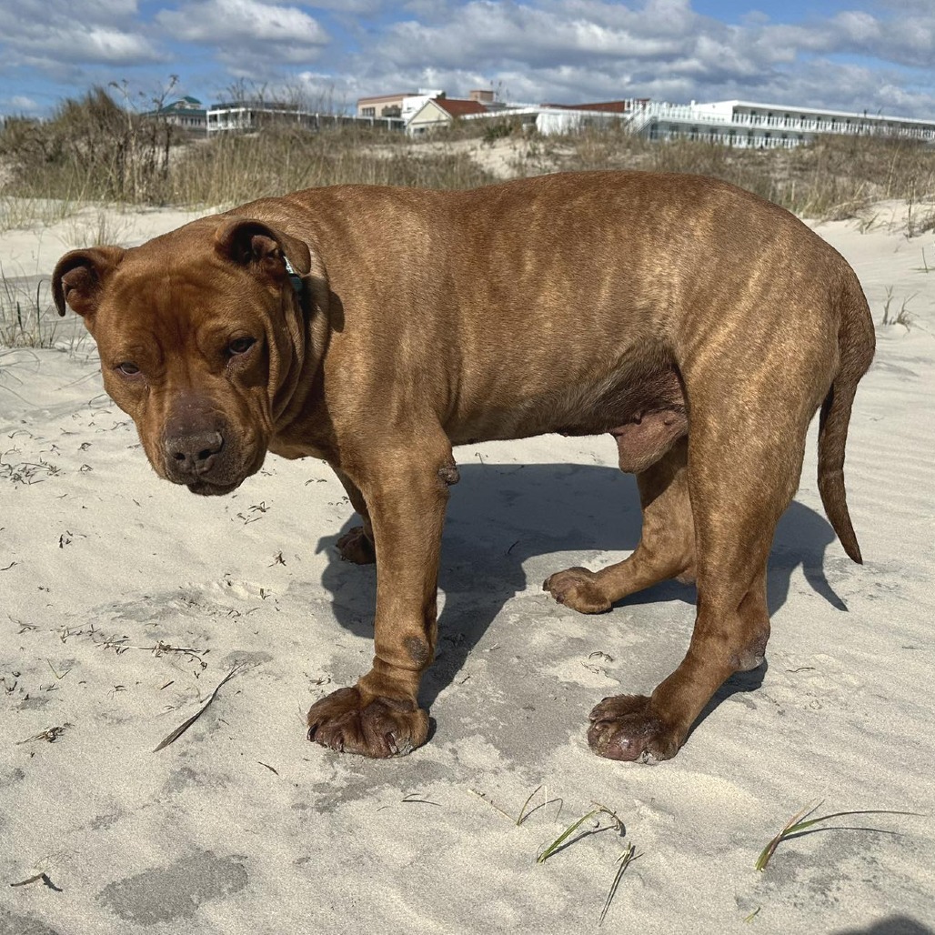 Blue (In Foster)