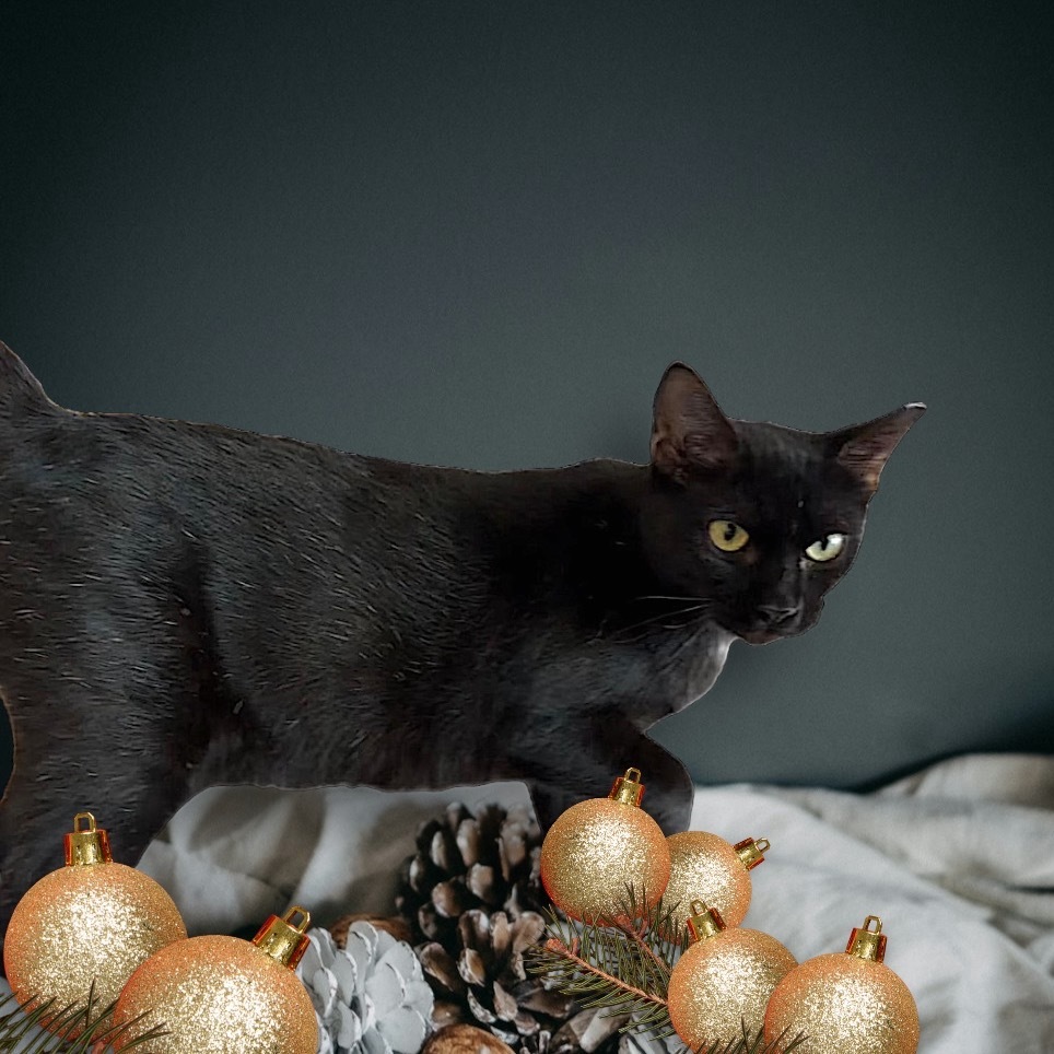 Elvira, an adoptable Domestic Short Hair in Rio Grande, PR, 00745 | Photo Image 1