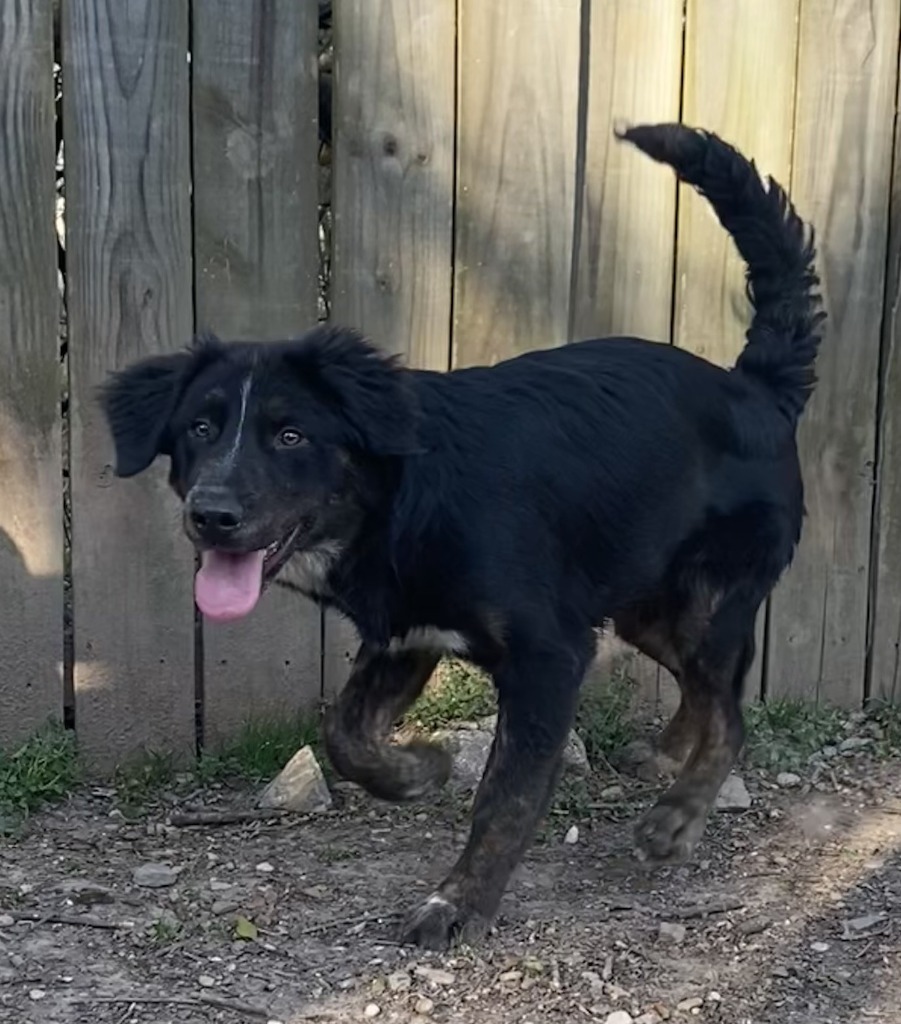 Yancey, an adoptable Spaniel, Australian Cattle Dog / Blue Heeler in Little Rock, AR, 72210 | Photo Image 1