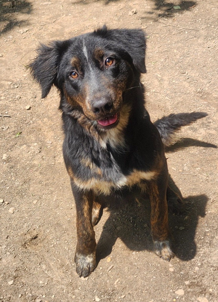 Yancey, an adoptable Spaniel, Australian Cattle Dog / Blue Heeler in Little Rock, AR, 72210 | Photo Image 1