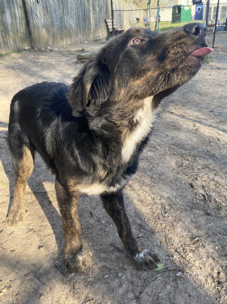 Yancey, an adoptable Spaniel, Australian Cattle Dog / Blue Heeler in Little Rock, AR, 72210 | Photo Image 2