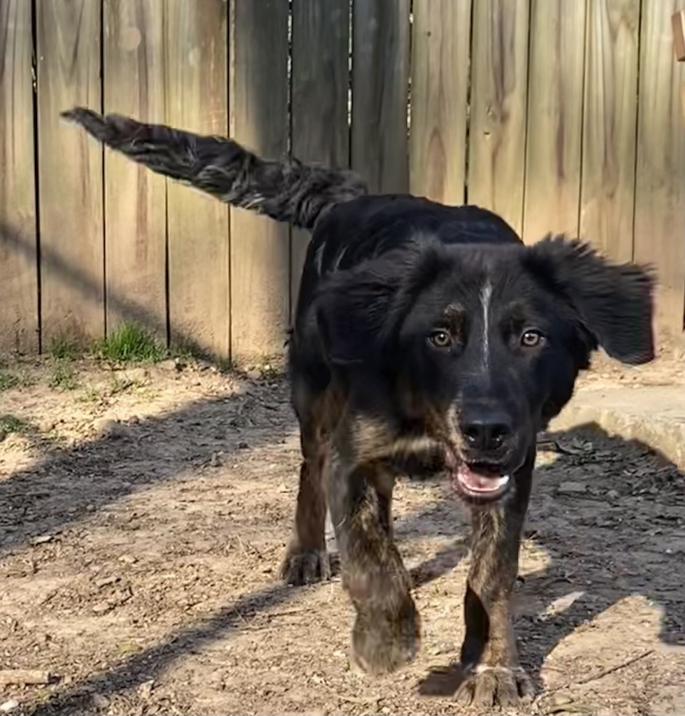 Yancey, an adoptable Spaniel, Australian Cattle Dog / Blue Heeler in Little Rock, AR, 72210 | Photo Image 3
