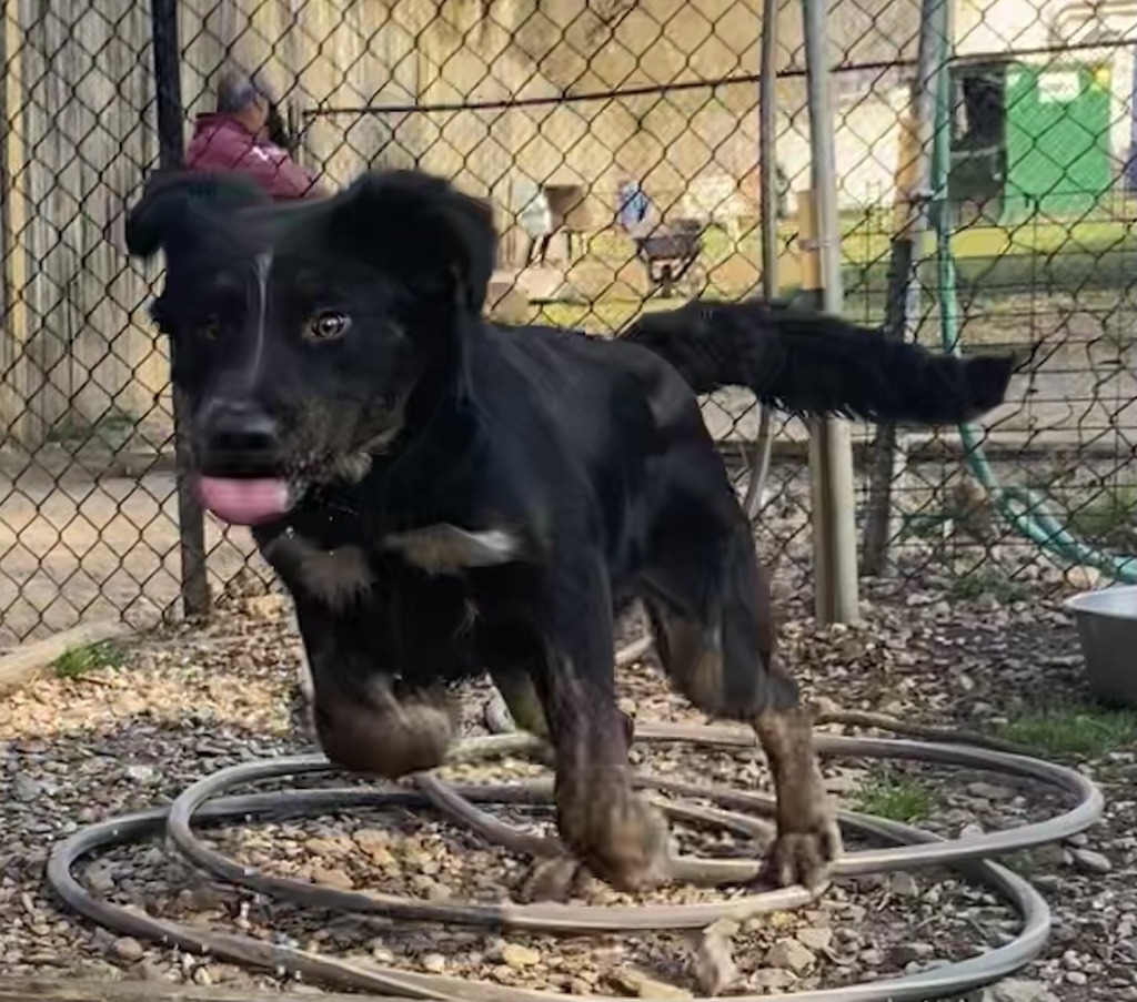 Yancey, an adoptable Spaniel, Australian Cattle Dog / Blue Heeler in Little Rock, AR, 72210 | Photo Image 5