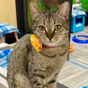 Lotus, Adult Female Domestic Short Hair