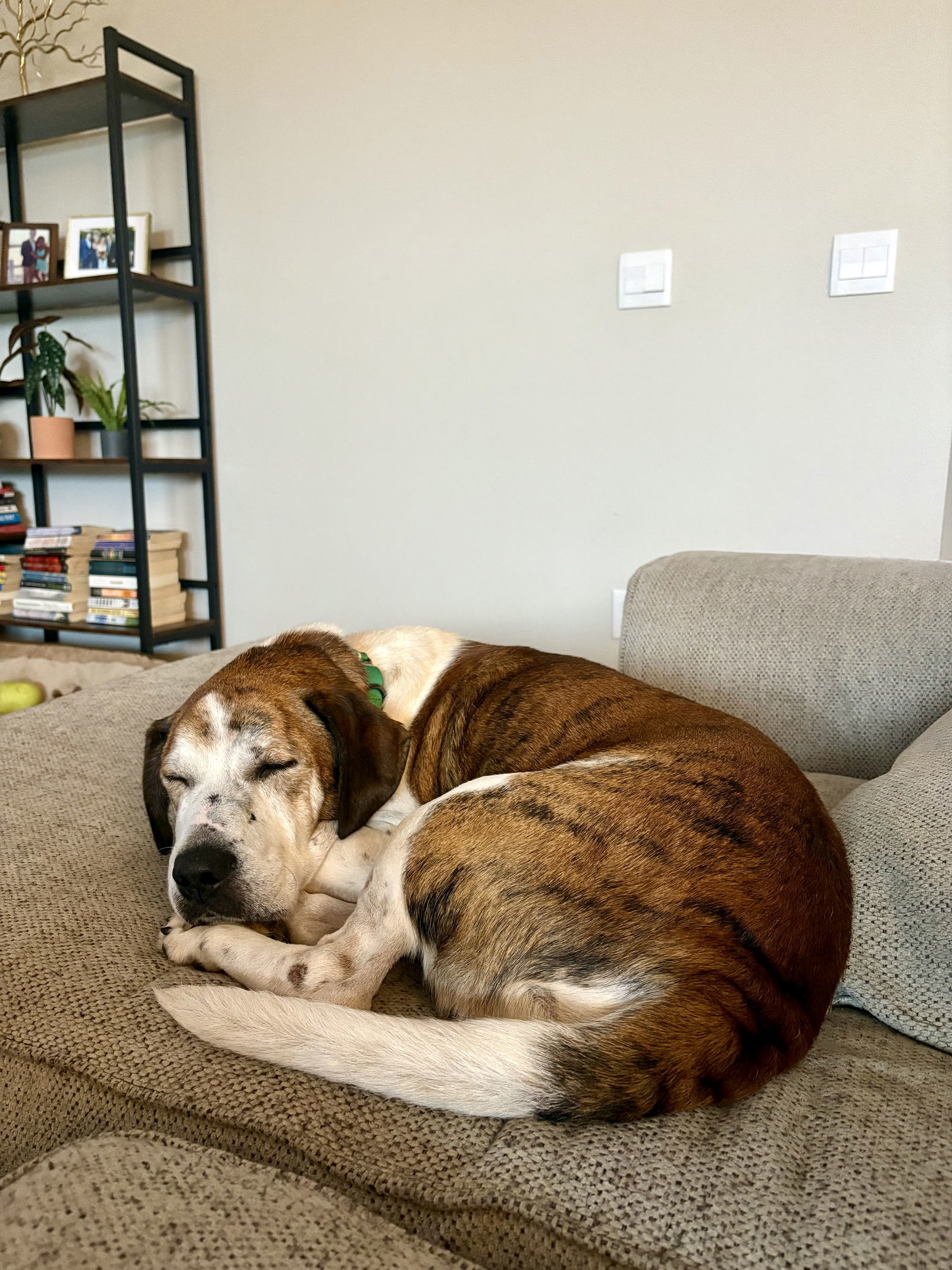 Hoagie