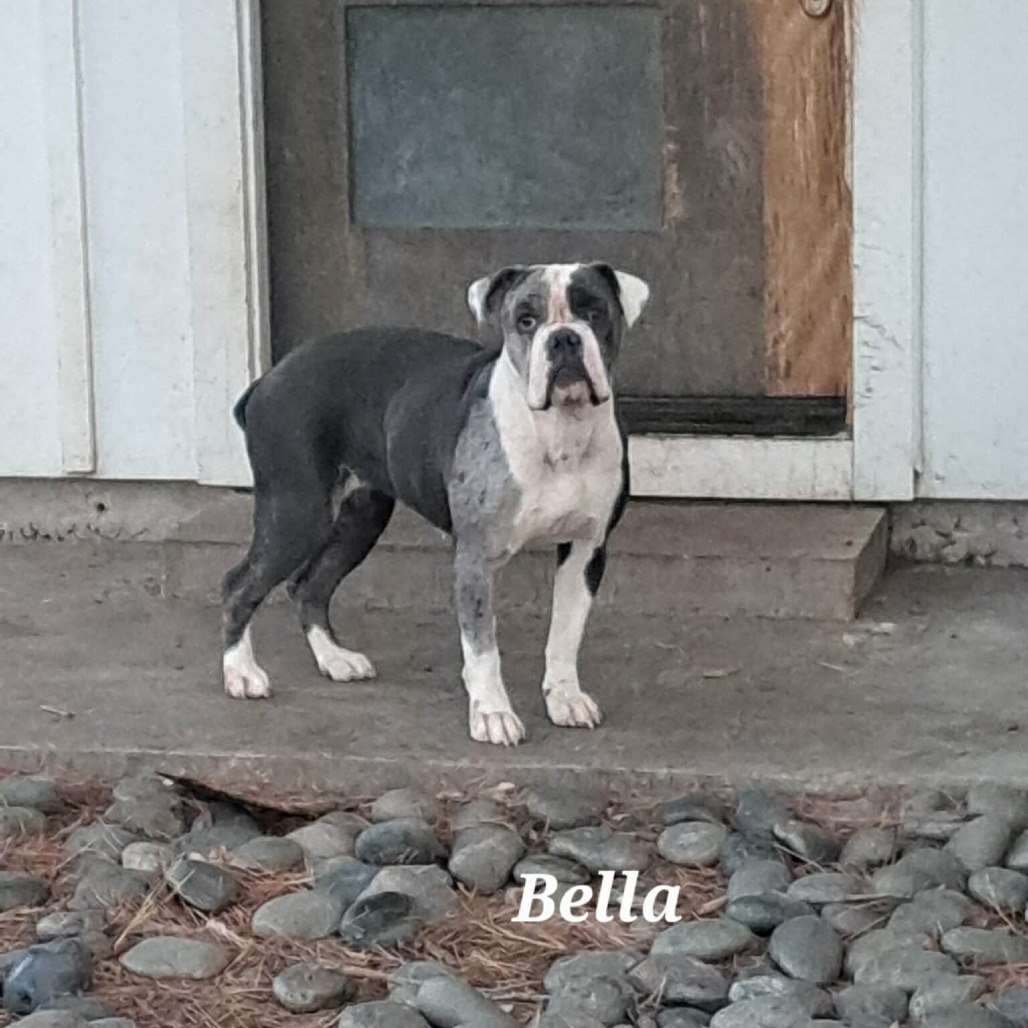 Bella