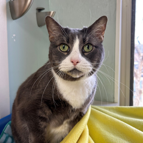 Mittens
