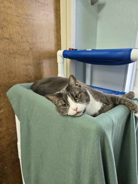 Mittens