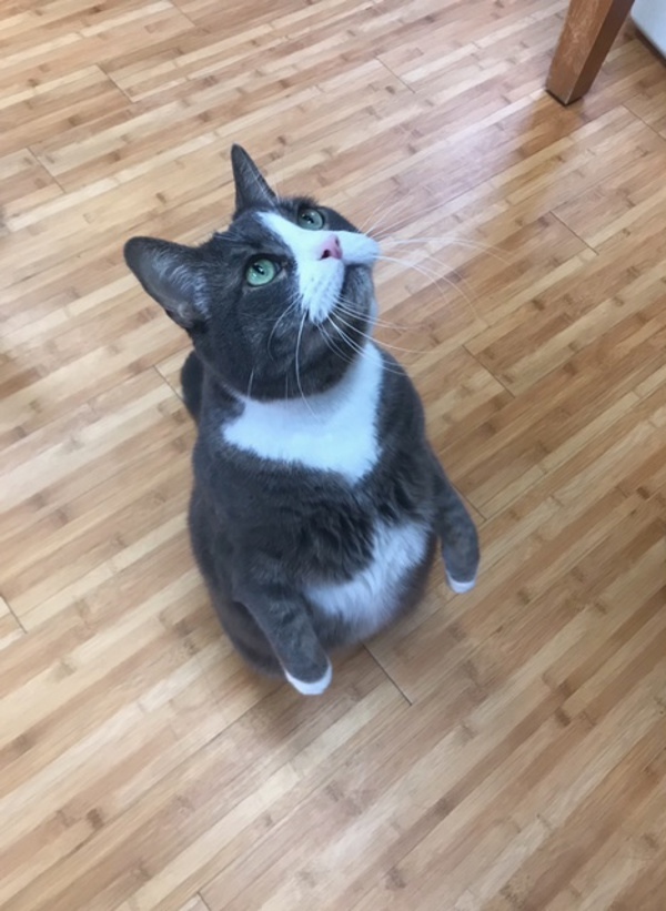 Mittens