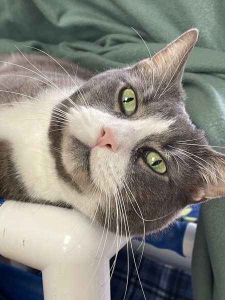 Mittens